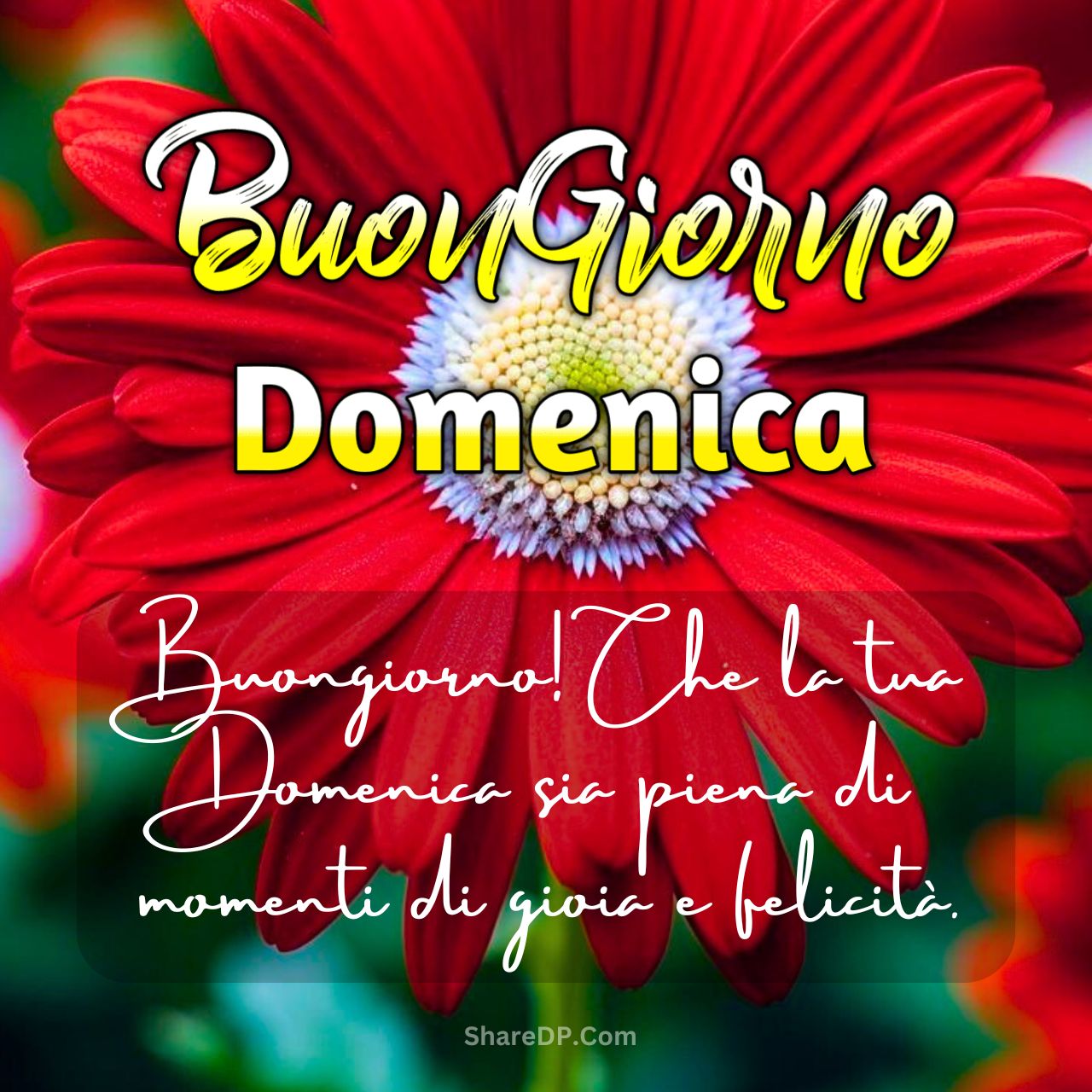 Buongiorno Domenica Immagini, GIF, Frasi Nuove Gratis 2025