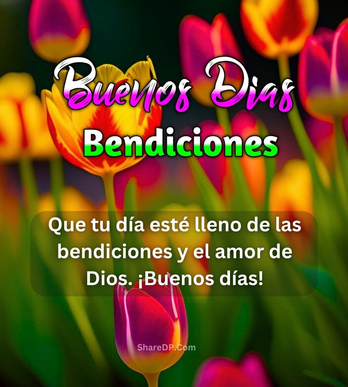 Beautiful tulips with "Buenos Días Bendiciones" text, wishing a day full of God's love.
