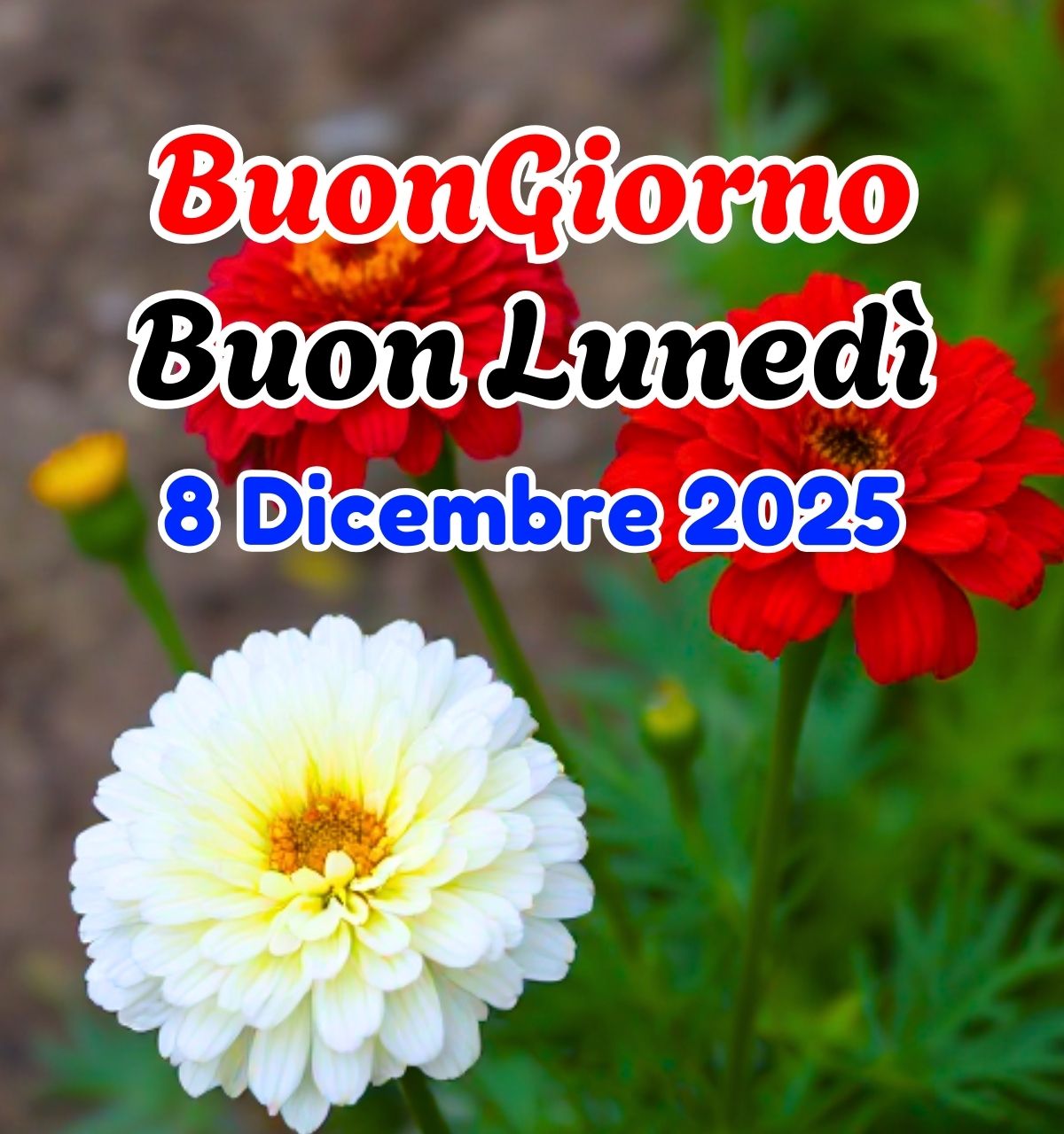 buon luned&igrave; 8 dicembre immagini