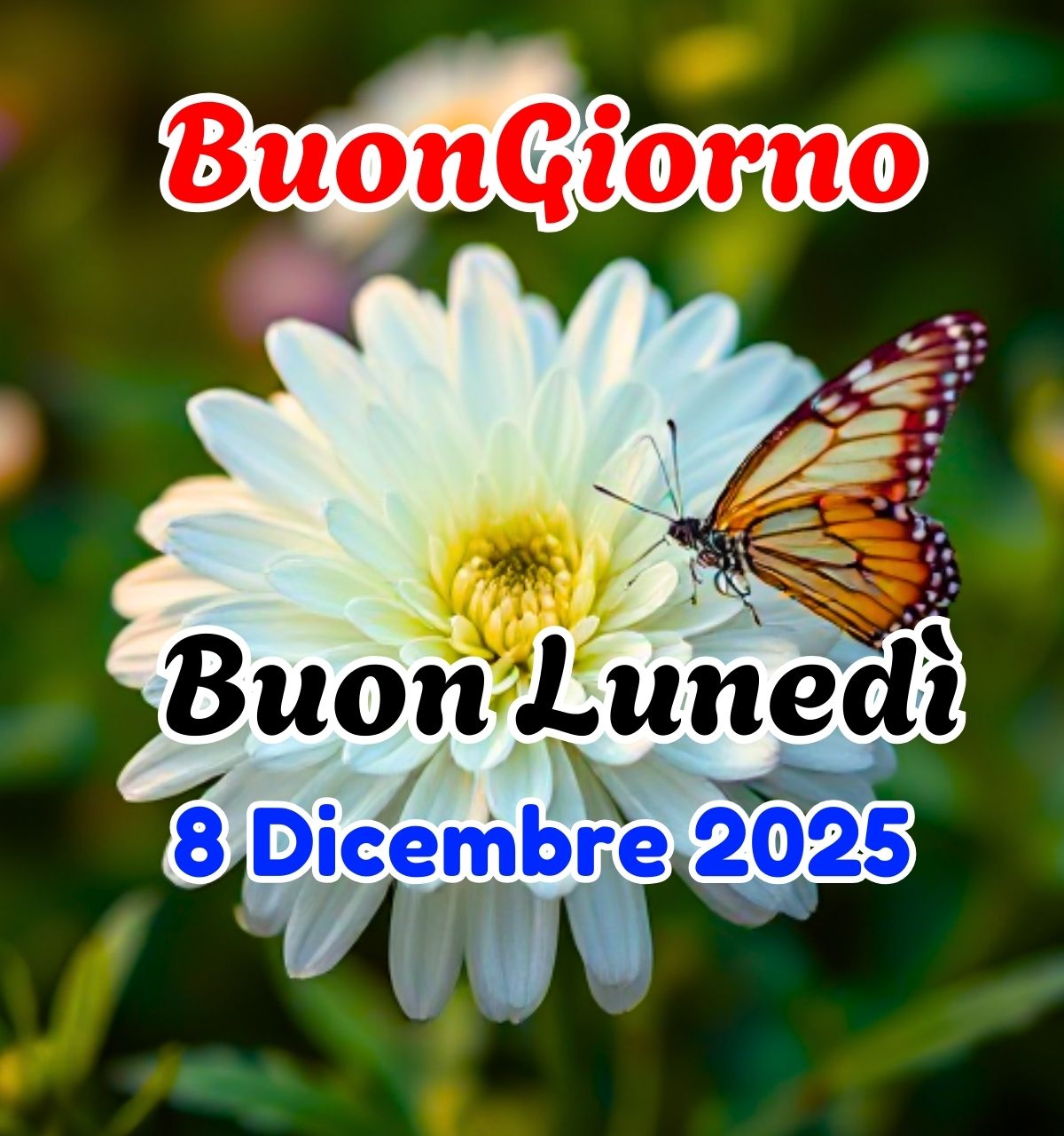 buongiorno 8 dicembre 2025 buon luned&igrave;