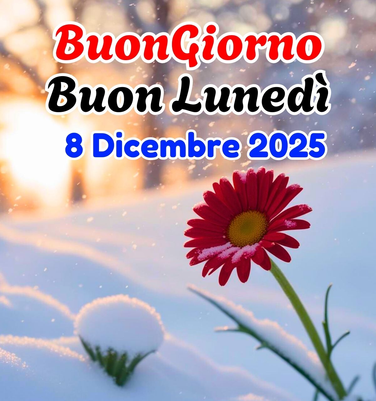 buongiorno buon luned&igrave; 8 dicembre