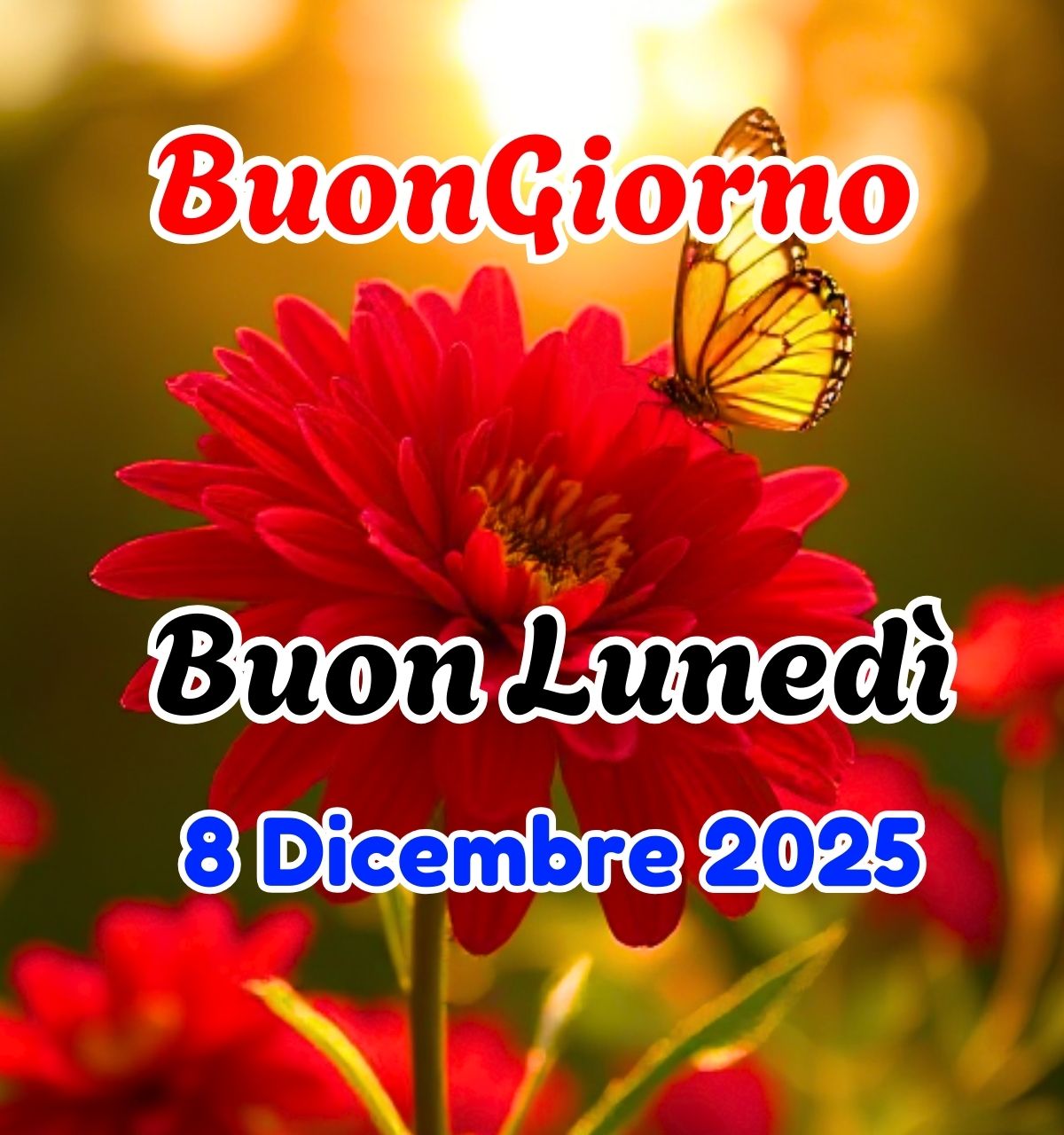 immagini buongiorno buon luned&igrave; 8 dicembre 2025